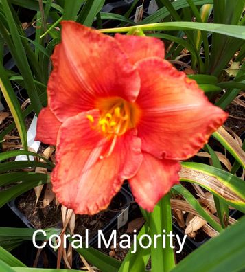 Hemerocallis ´Coral Majority´ Taglilie