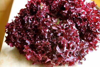 Pflücksalat - Lollo Rosso Salate - 100+ Samen - SCHÖN und Schnell! L 004