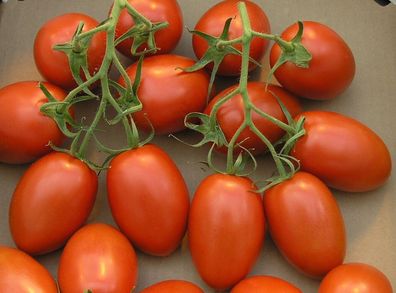 Roma Tomate - 5+ Samen - Seeds - Gemüsesamen - Dickfleischig P 101