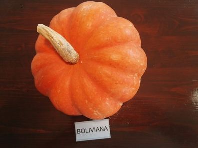 Boliviana Kürbis - Pumpkin 10+ Samen - Saatgut - Seeds - Gemüsesamen C 041
