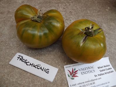 Froschkönig Tomate - 5+ Samen- Saatgut - Kissable! P 190