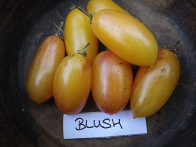 Tomate Blush - 5+ Samen - Seeds - Graines - Besonders und FEIN! P 109