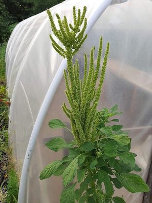 Amarant - Amaranth Annapurna 25+ Samen - Seeds - Saatgut - Getreide Am 056