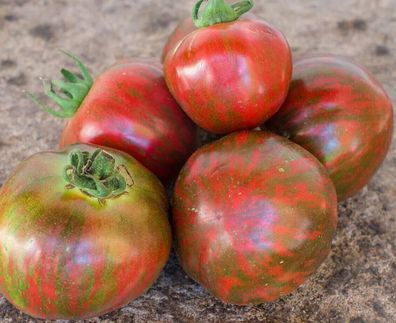 Tomate Sailor´s Luck - samenfeste kartoffelblättrige Stabtomate 10+ Samen P 477