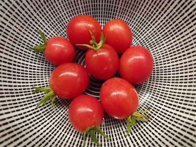 Vishenka Rozovaja Tomate - Tomato 5+ Samen - Saatgut - Seeds - Gemüsesamen P 308