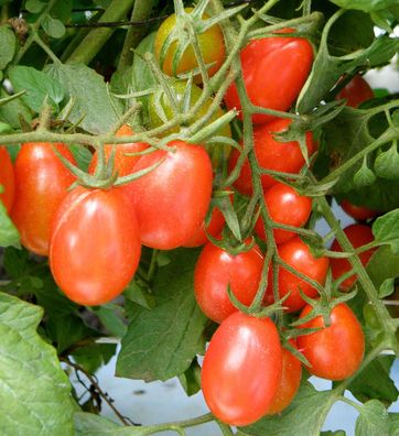 Tomate Russische Traube 5+ Samen - Seeds - aussergewöhnliche Kirschtomate P 091