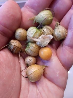 Physalis coztomatl - Ground Cherry 5+ Samen - Seeds - Graines - So 099