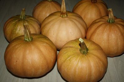 Seminole Kürbis - Pumpkin 5+ Samen Seeds - Graines - Süß UND Ertragreich! C 008