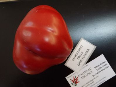 Canestrino della Garfagnana Tomate - Tomato 10+ Samen - Saatgut - Seeds P 281