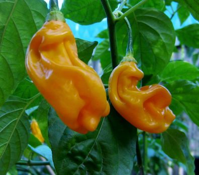 Goronong Chili Pepper 5+ Samen - Saatgut - Seeds - Graines - Gemüsesamen Ch 131