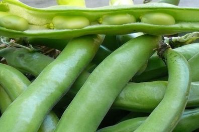 Grüne Puffbohne - Vicia faba - Green Fava Bean - 10+ Samen - Seeds H 006