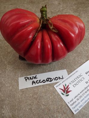 Pink Accordion Tomate - 5+ Samen - Saatgut - RIESE Feinheit! P 107