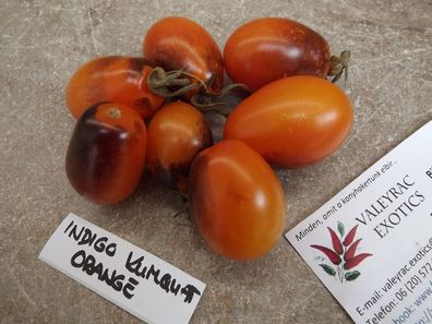 Tomate Indigo Kumquat Orange - 10+ Samen - Atemberaubend und FEIN! P 181