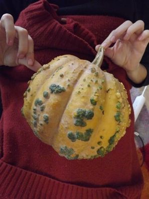 Musquee de Maroc Kürbis - Pumpkin - Squash - 5+ Samen - Saatgut - Seeds C 022