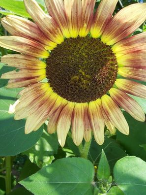 Sonnenblume - Autumn Beauty - Sunflower 5+ Samen - Seeds - RARITäT! He 003