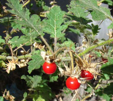 Litchitomate - Solanum sissymbriifolium - Tomato 10+ Samen - Seeds So 039