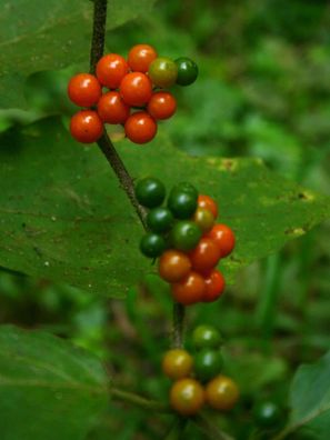 Afrikanische Aubergine - Solanum anguivi - Wilde Bitterbeere 10+ Samen So 085