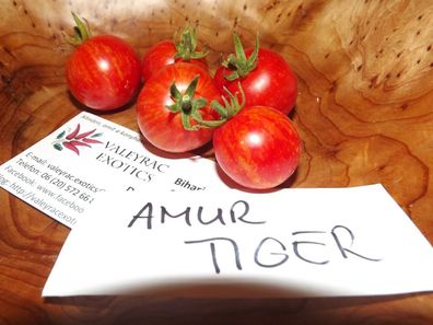 Amur Tiger Tomate - 5+ Samen - Saatgut - Honigsüß und Ertragreich! P 112