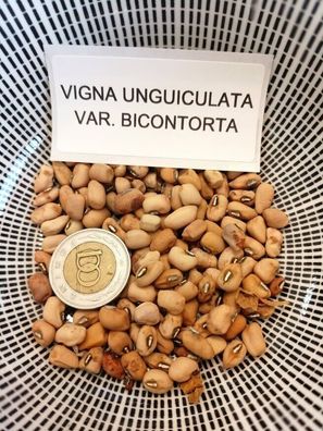 Explosive Augenbohnen - Vigna unguiculata var bicontorta 5+ Samen Saatgut H 098