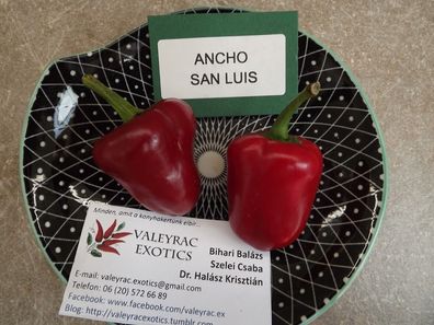 Ancho San Luis Chili - Ancho Poblano - 10+ Samen - Saatgut - Gemüsesamen Ch 157