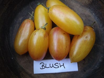 Tomate Blush - 10+ Samen - Seeds - Graines - Besonders und FEIN! P 109
