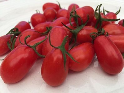 Sprite Tomate - Tomato 5+ Samen - Saatgut - Seeds - Gemüsesamen P 283