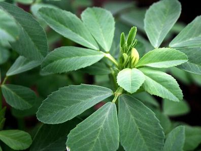 Bockshornklee - Fenugreek - 100+ Samen - Saatgut - DUFTIG und FEIN! F 084