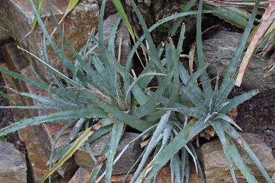 Hechtia conzattiana Bromelie Oaxacan 10+ Samen - Seeds - Graines W 153