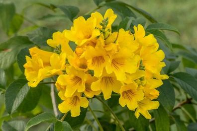 Gelbe Trompetenblume - Trompetenbusch - Tecoma stans 20+ Samen - Seeds E 233