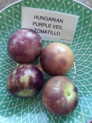 Tomatillo Ungarischer lila Schleier - Hungarian Purple Veil 20+ Samen So 067