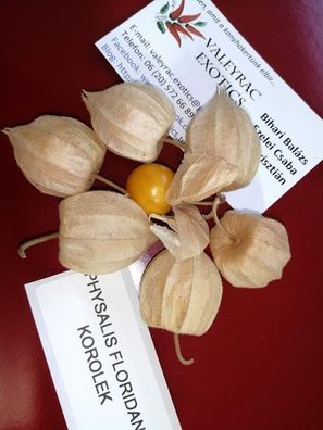 Physalis floridana Korolek 20+ Samen - Seeds - Honigsüsse Früchte! So 047