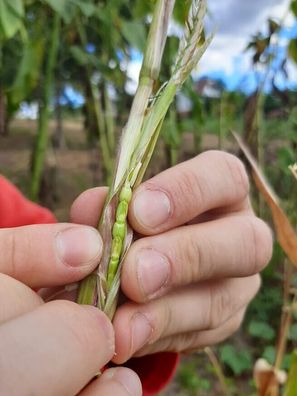 Mexikanische Teosinte Mais - Corn 5+ Samen - Seeds Rarität Ahn von Mais Zm 064