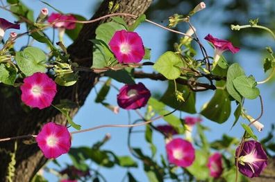 Prunkwinde Scarlet O´Hara - Ipomoea 5+ Samen - auffällige Kletterpflanze Z 092