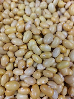 Trockenbohne Canario El Plebeyo Bohne aus Peru 5+ Samen - Seeds - Graines H 131