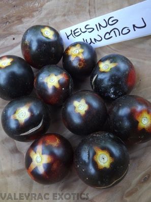 Tomate Helsing Junction - Blau-Schwarze Kirschtomate 10+ Samen BLAU FEIN! P 005