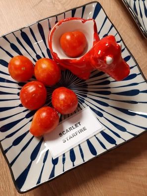 Tomate Scarlet Starfire - samenfeste gestreifte Kirschtomate 5+ Samen P 496