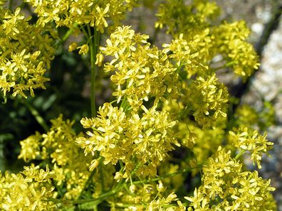 Färberwaid - Isatis tinctoria - Dyer´s woad - 50+ Samen - Saatgut - Seeds E 272