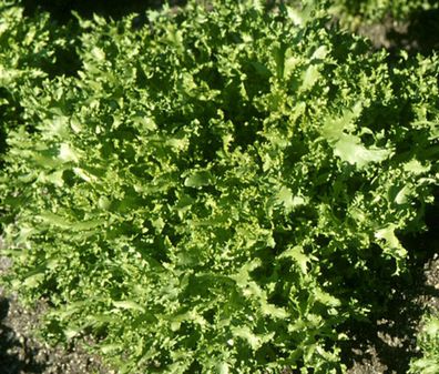 Endivie Salad King 300+ Samen - Saatgut - Seeds Graines würziger Geschmack L 198