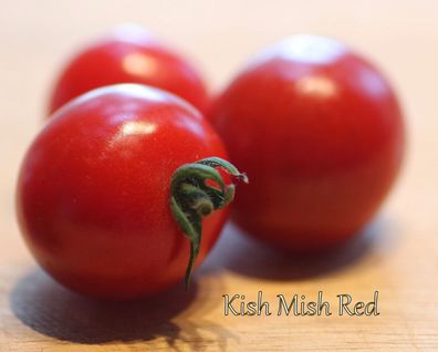 Kish-Mish Red Tomate - Russische Rosine - 5+ Samen - Saatgut - Honigsüß!