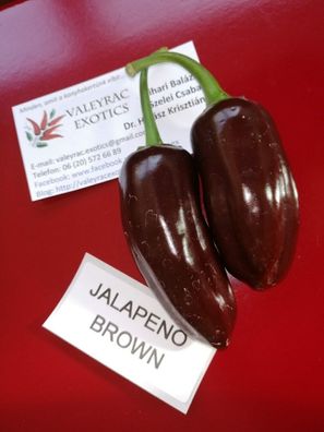 Brown Jalapeno Chili 10+ Samen - Saatgut - Seeds - Graines - Gemüsesamen Ch 199