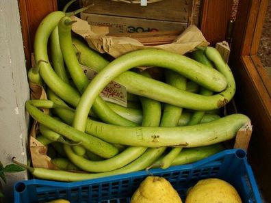 Kalebasse Serpente di Sicilia - Gourd 5+ Samen - Saatgut - Gemüsesamen C 031