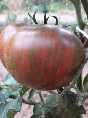 Tomate Fred´s Tie Dye - samenfeste Fleischtomate 5+ Samen - Seeds P 486