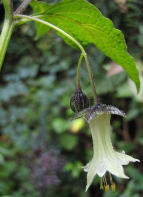 Jaltomate - Jaltomata viridiflora - Yerba Mora 5+ Samen - Saatgut - Seeds So 073