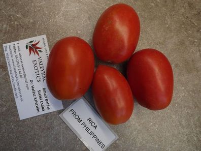 Rica Tomate aus Philippinen Tomate - Tomato 5+ Samen - Saatgut - Seeds P 235