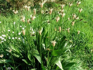 Spitzwegerich - Plantago lanceolata - Narrow-leaved plantain 25+ Samen E 040