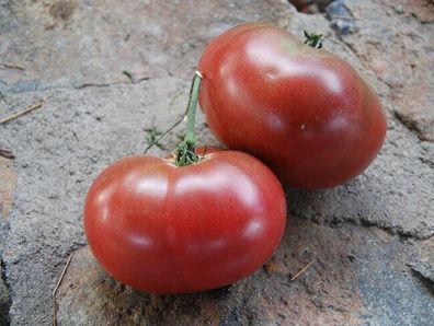 Tomate Frankenstein Black 5+ Samen - Seeds - Graines - Gemüsesamen P 394
