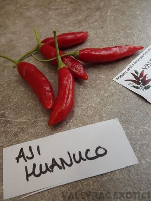 Aji Huanuco Chili - 5+ Samen - Ertragreiche RARITäT! Ch 031