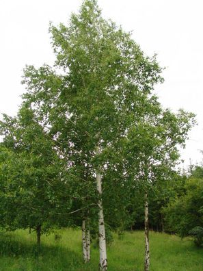 Hängebirke - Betula pendula - Silver birch 250+ Samen - Saatgut - Seeds W 103