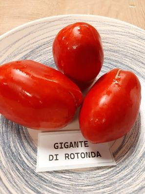 Tomate Rotonder Riese aus Italien 5+ Samen - Seeds - samenfeste Stabtomate P 455