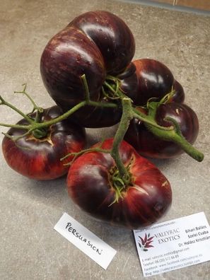Persuasion Tomate - Tomato 5+ Samen - Saatgut - Seeds - Gemüsesamen P 198